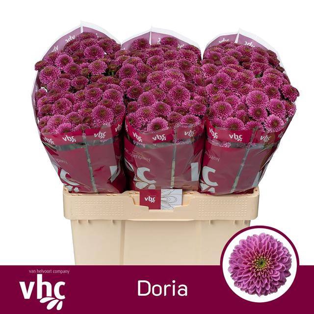 <h4>CHR S DORIA</h4>