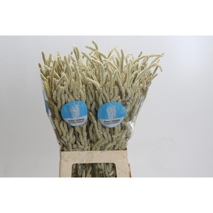 Amaranthus Yearming Desert