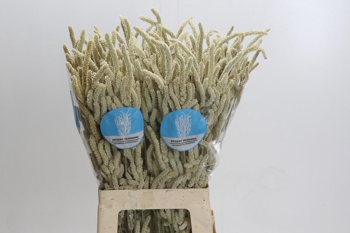 <h4>Amaranthus Yearming Desert</h4>