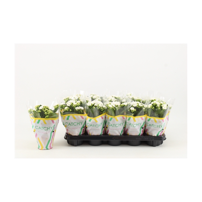 <h4>Kalanchoe Double, Catchy Season White</h4>