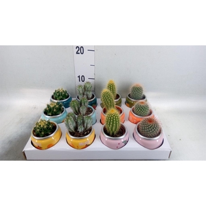 Cactus   ...mix