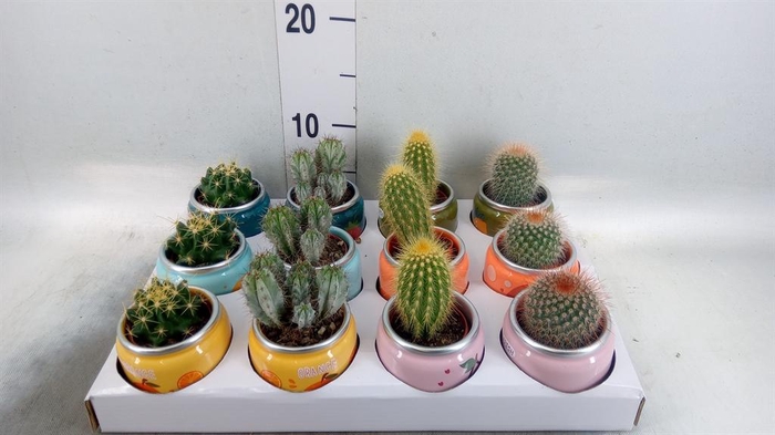 <h4>Cactus ...mix</h4>