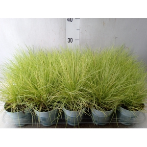 Festuca glauca 'Amigold'