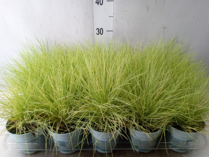 <h4>Festuca glauca 'Amigold'</h4>
