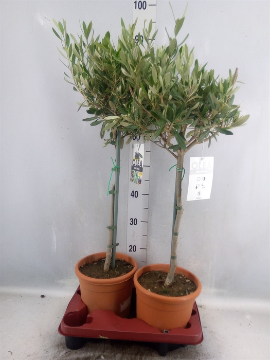 <h4>Olea europaea</h4>