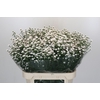Aster White Gypsy