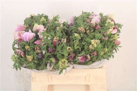 <h4>Anemone Mistral Rarity</h4>