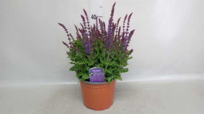 <h4>Salvia nemorosa 'Blauhuegel'</h4>