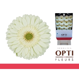 Gerbera Mint Diamond