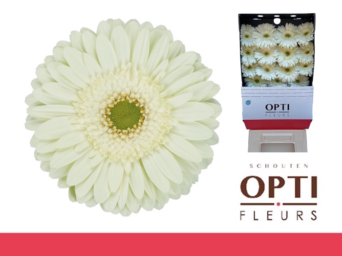 <h4>Gerbera Mint Diamond</h4>