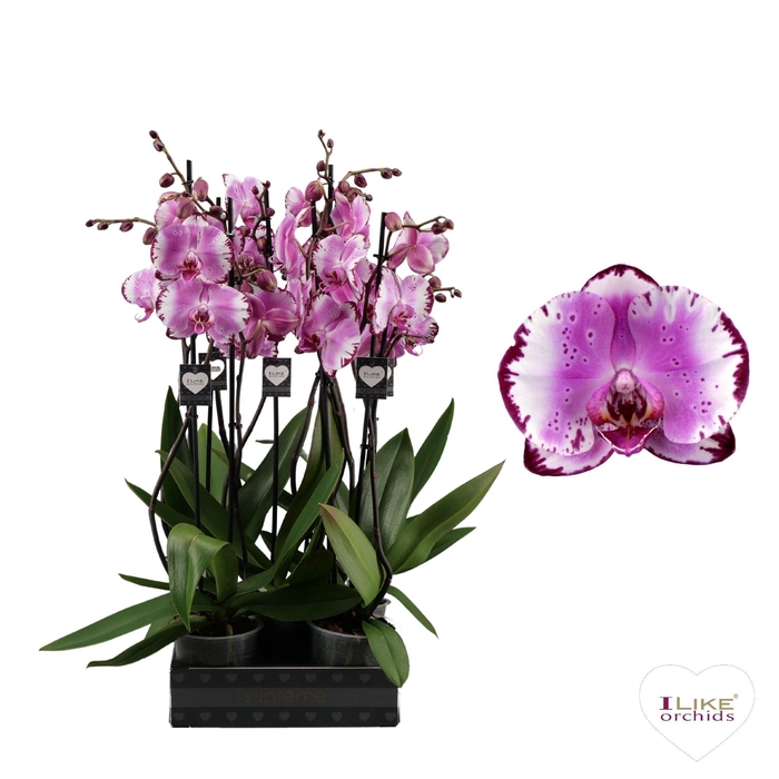 <h4>Phalaenopsis Brother You - 2 tak 70cm</h4>