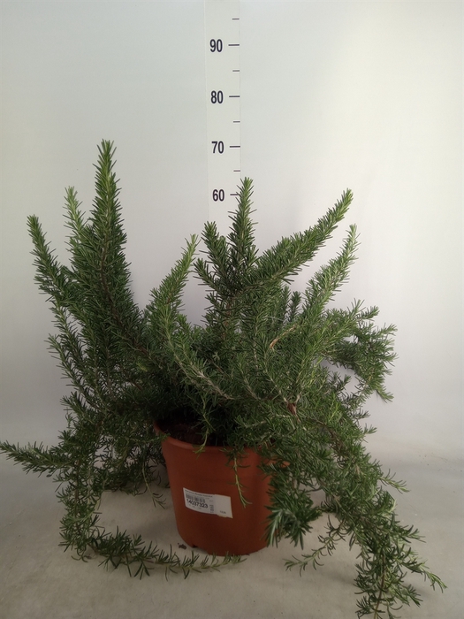 <h4>Rosmarinus officinalis 'Prostratus'</h4>