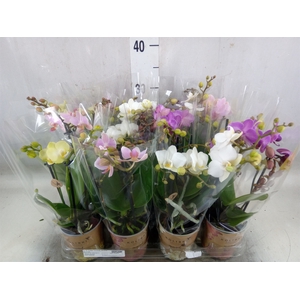 Phalaenopsis multi.   ...