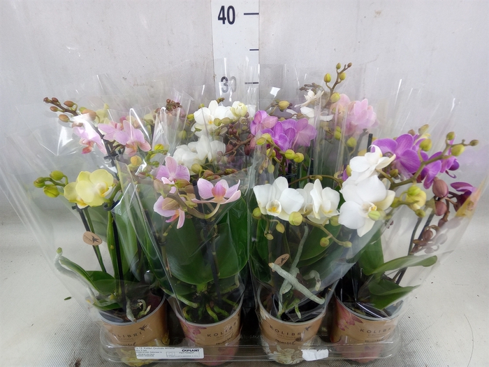 <h4>Phalaenopsis multi.   ...</h4>