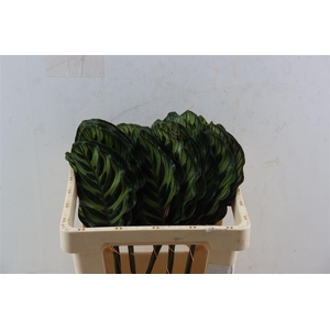 Calathea Makoyana