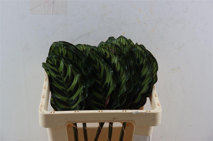 <h4>Calathea Makoyana</h4>