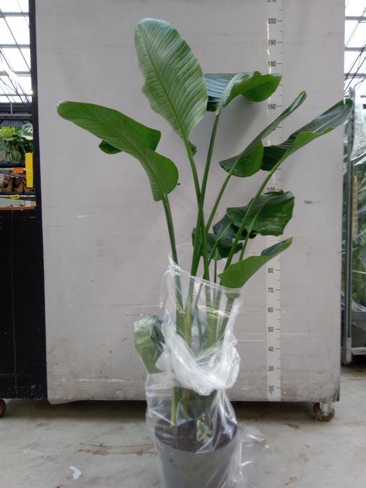 <h4>Strelitzia nicolai</h4>