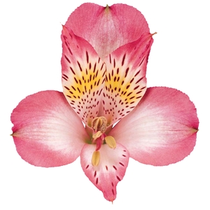 ALSTROEMERIA OVATION 080 CM