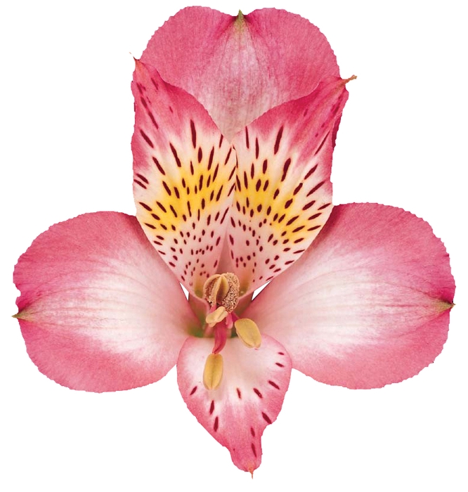 <h4>ALSTROEMERIA OVATION 080 CM</h4>