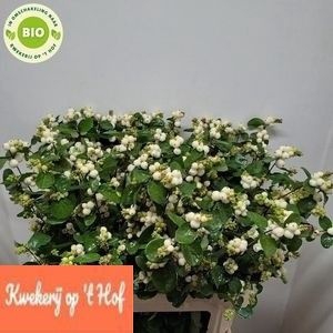 <h4>Sympho White Dream GE Op Hof</h4>