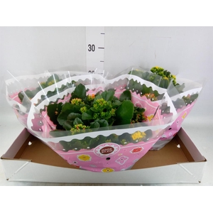 Kalanchoe blos.   ..mix in pot