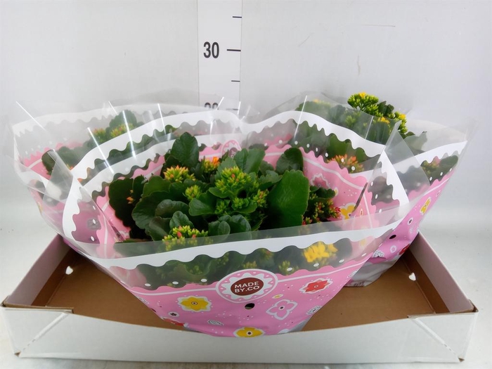 <h4>Kalanchoe blos.   ..mix in pot</h4>