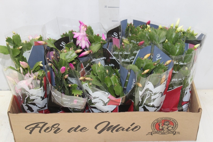 <h4>FLOR DE MAIO P11</h4>