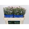 Aster Claudia