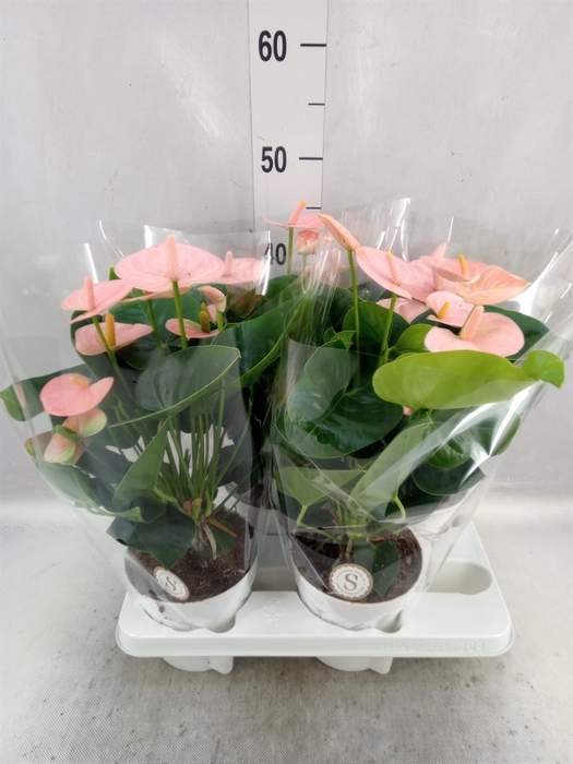 <h4>Anthurium andr. 'Spirit'</h4>