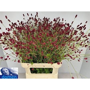 Sanguisorba Of Boavista