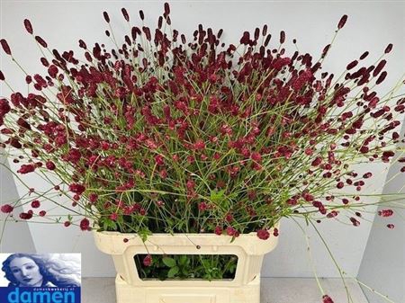 Sanguisorba Of Boavista