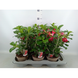 Adenium obesum 'Anouk'