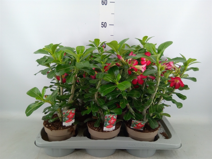 <h4>Adenium obesum 'Anouk'</h4>