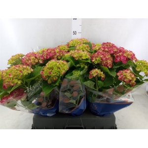 Hydrangea mac. 'Hi Fire'