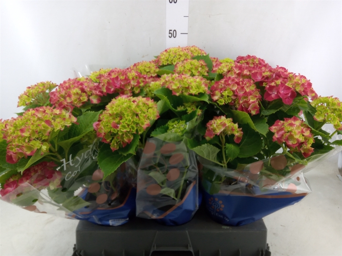 <h4>Hydrangea mac. 'Hi Fire'</h4>