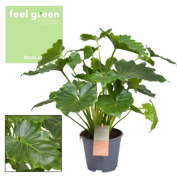 Philodendron Shangri La Feel Green