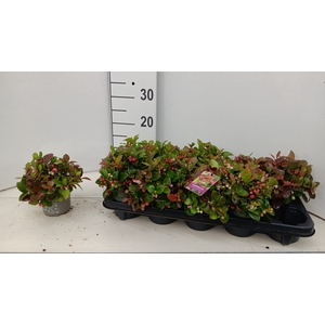 GAULTH PROCUMBENS
