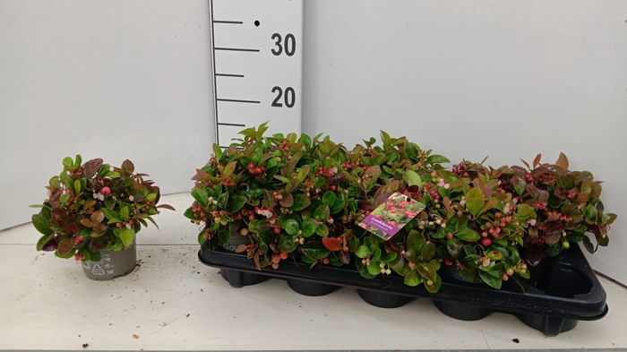 <h4>GAULTH PROCUMBENS</h4>