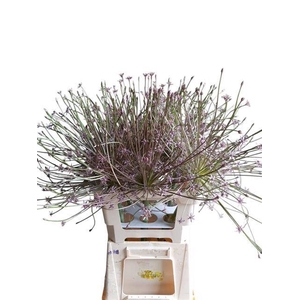 ALLIUM SCHUBERTII