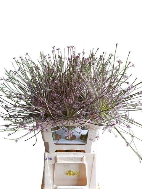 <h4>ALLIUM SCHUBERTII</h4>
