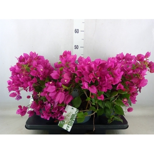 Bougainvillea  'Sanderiana'