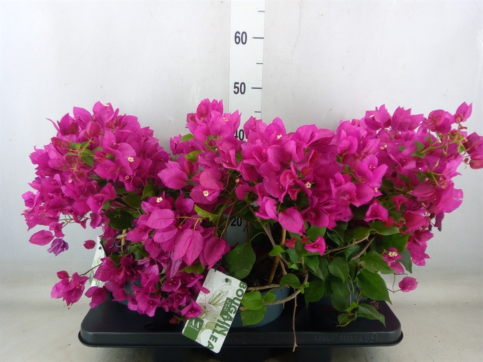 <h4>Bougainvillea  'Sanderiana'</h4>