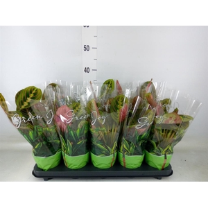 Maranta leuc. 'Fascinator'