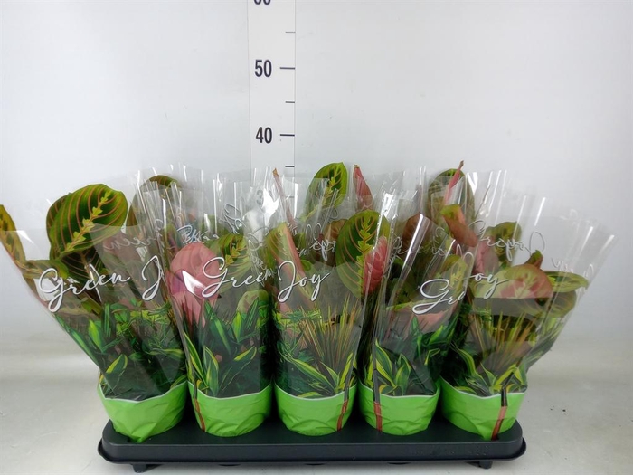 <h4>Maranta leuc. 'Fascinator'</h4>