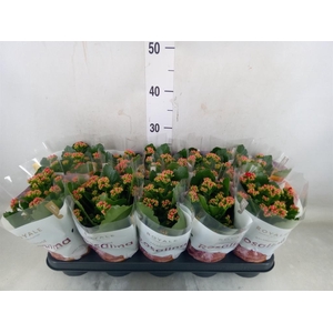 Kalanchoe blos. 'RosDon Justino'