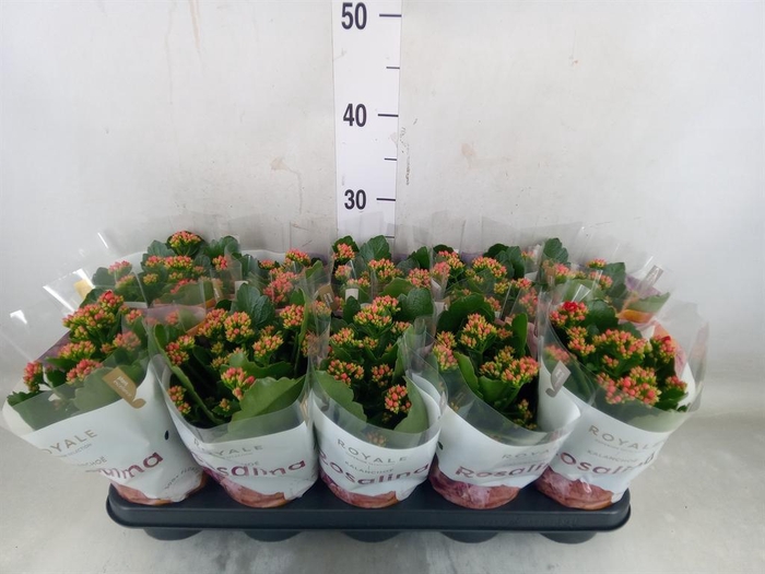 <h4>Kalanchoe blos. 'RosDon Justino'</h4>