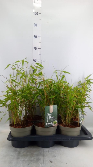 <h4>Fargesia   ...</h4>