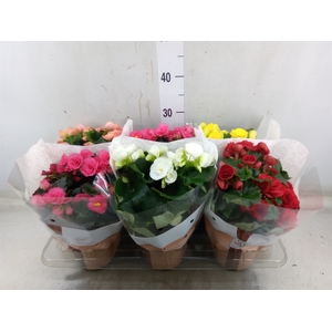 Begonia elat. DU   ...mix
