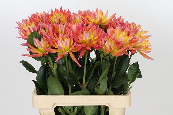 <h4>Dahlia Karma Corona</h4>