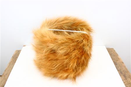 <h4>Wr Foxtail 30cm Natural</h4>